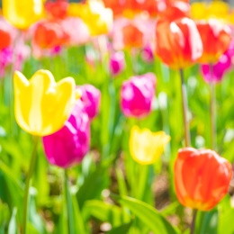 C. Cebula Tulipan (TS2/TS3) SZTUKA