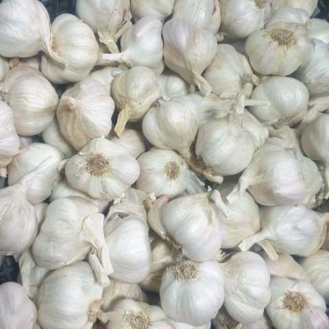 Cebula Czosnek Jadalny Jarus 1 kg