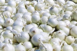 Cebula Dymka Snowball rozm.8,21 pak 10 kg