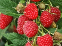 Malina Beskid,Veten (OWO-M)