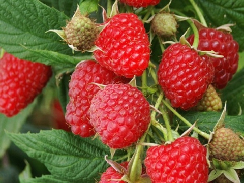 Malina Beskid,Veten (OWO-M)